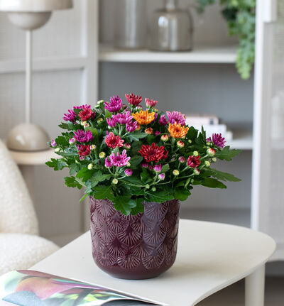 Ginko blomsterpotte mørk lilla 20 cm Ginko blomsterpotte mørk lilla 20 cm